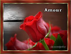Amour
